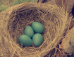 Title: Vintage Robin Nest and Eggs