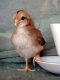 Title: Bantam Chick with Cup and Saucer