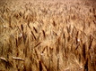 Title: Wheat Field 1