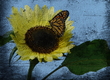Title: Butterfly and Sunflower