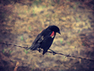 Title: Red Winged Blackbird