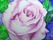 Title: Baby Pink Rose in Watercolor