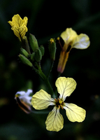 Yellow Flower