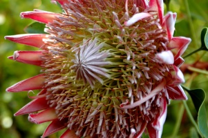 Pink Protea