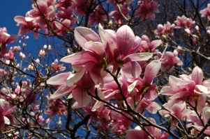 Pink Flowers