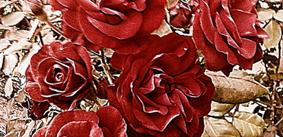 roses antiqued