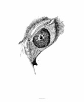 eye