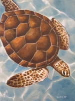 Sea Turtle