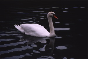 Swan