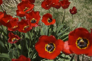 tulips