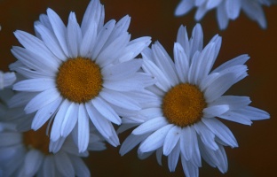 Daisies