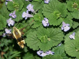 Hummingbird Moth