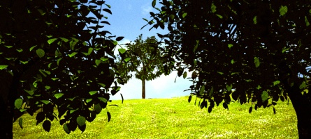 A Beautiful Meadow