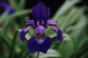 Purple Iris