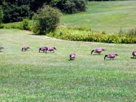 Canadian Geese Feeding