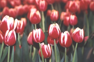 Tulips