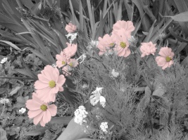 Pink Flowers