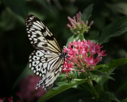 Pink Butterfly