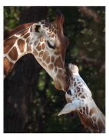 Giraffes