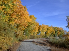 Autumn Road