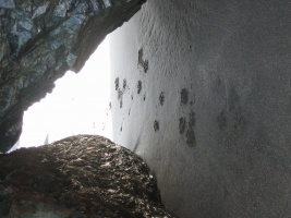 Dog Prints in the Sand