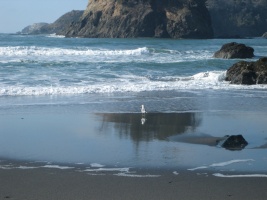 Seagull on Beach