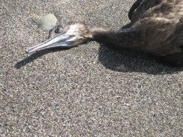 Dead Duck