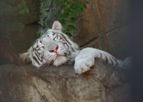 White Tiger