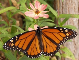 Orange Butterfly