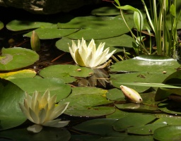 Lily Pads