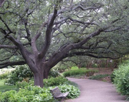 Live Oak Walk