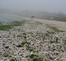 Sea of Shells