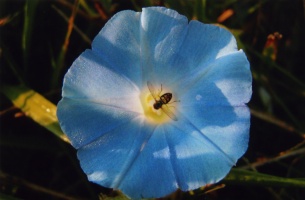 Bee on Morning Glory