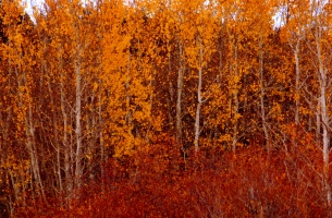 Wyoming Fall