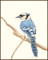 Blue Jay