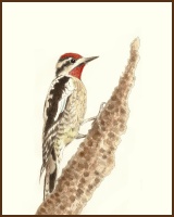 Red Napped Sapsucker