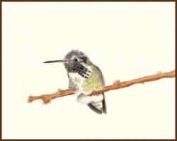 Costos Hummingbird