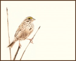 Savannah Sparrow