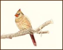 Northern Cardinal