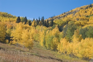 Autumn Meadow