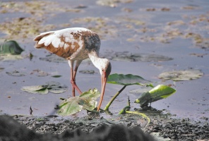 Bird eats at riverside