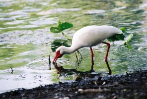 Bird at river