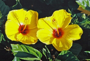 Two yellow hibiscus flowers