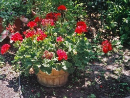 Geraniums in barrel