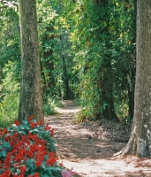 Park pathway