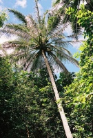 Coconut Palm