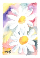 2 Daisies