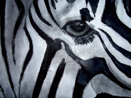 Eye of the Zebra