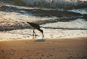 Bird in the Surf