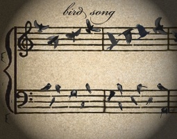 bird song